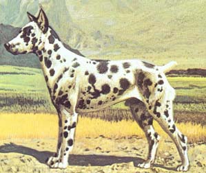 PINSCHER ARLECHIN